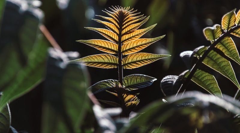 Mensen met groene vingers gezocht