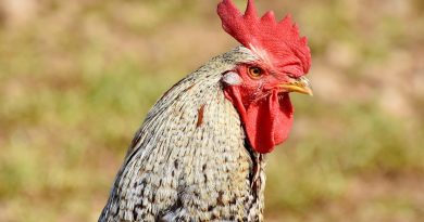 Ophokplicht wegens vogelgriep in België